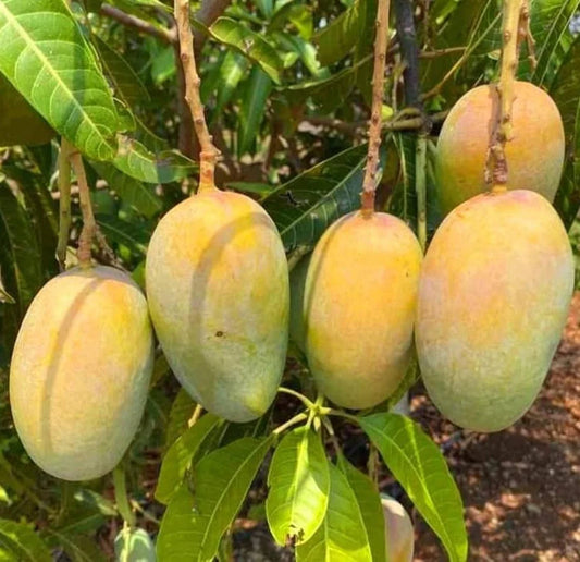 Fresh Organic Mangoes (Sweet & Juicy)